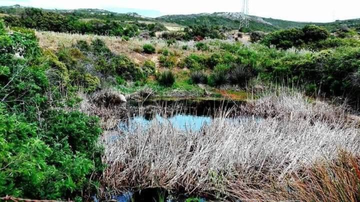 Eucaliptus Farm Retreat Konuk evi Santa Teresa Gallura Dış mekan fotoğraf