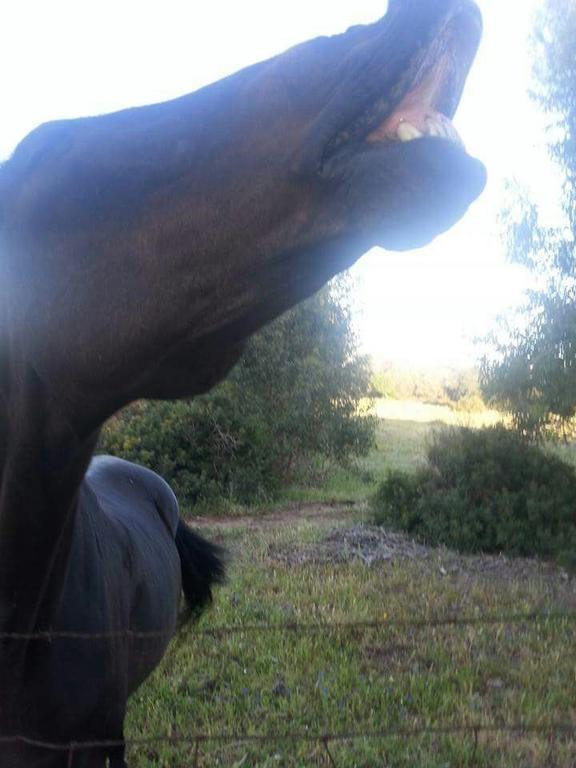 Eucaliptus Farm Retreat Konuk evi Santa Teresa Gallura Dış mekan fotoğraf